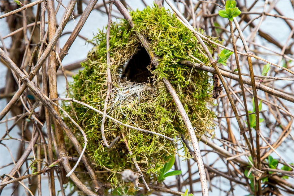 Nest at High Nest