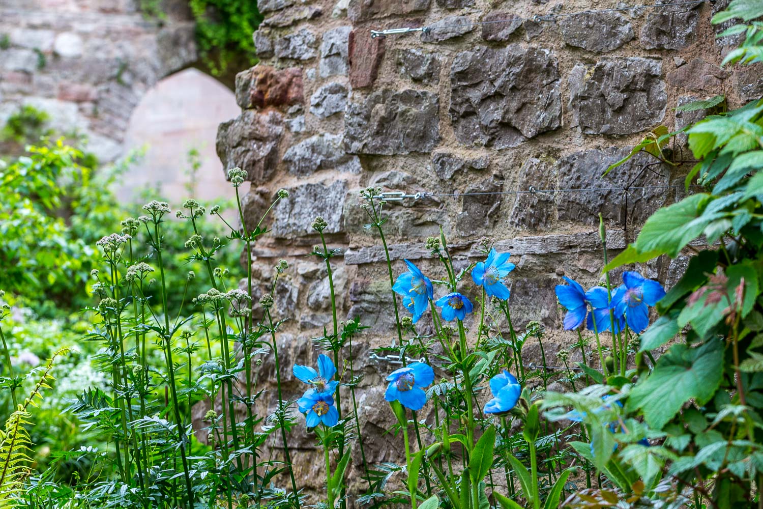 Himalayan blue poppy, Lowther-2-17