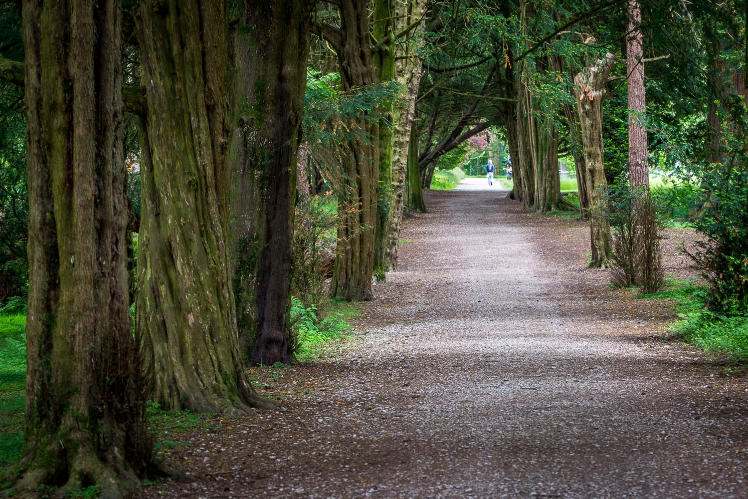 Lowther Castle Yew Avenue