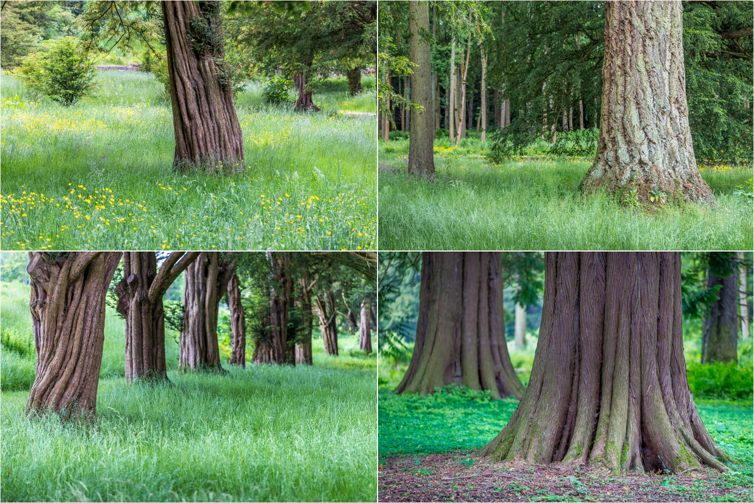 Lowther Castle Yew Avenue