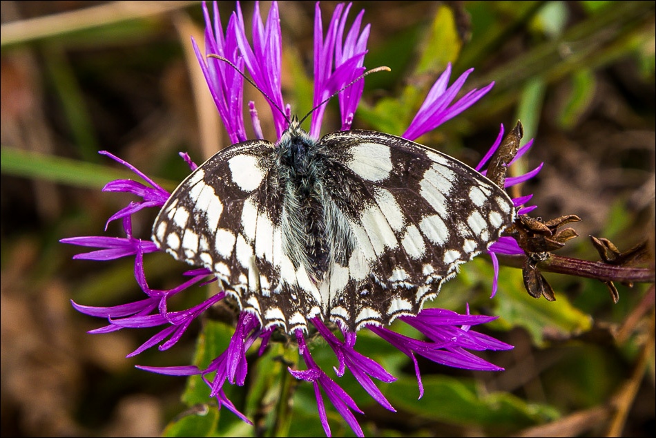 Marbled White butterfly, Lulworth