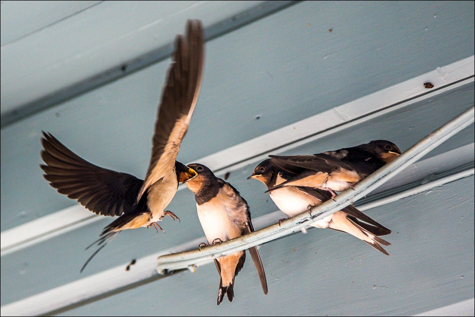 Baby Swallows, Lulworth