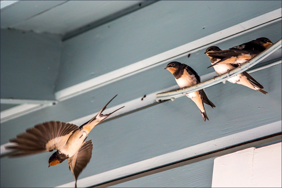 Baby Swallows, Lulworth