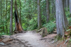 Lynn Canyon, western red cedar