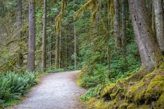 Lynn Canyon