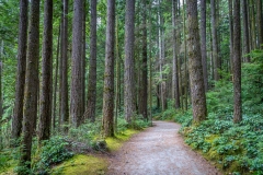 Lynnm Canyon walk