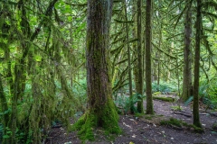 Lynn Canyon rainforest