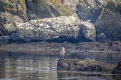 Heron