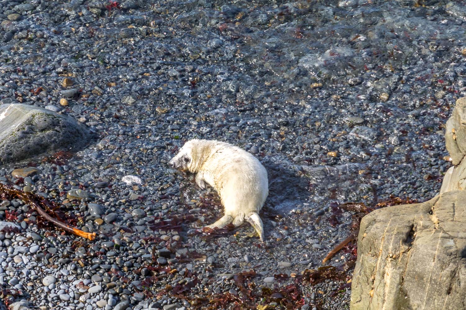 Marloes Peninsula, grey seal pup