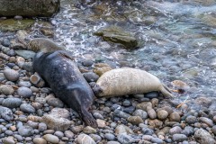Marloes Peninsula walk, grey seal, suckling seal pup