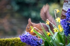red squirrel