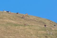 Martindale red deer