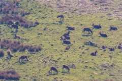 Martindale red deer