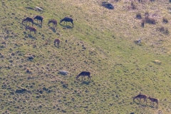 Martindale red deer