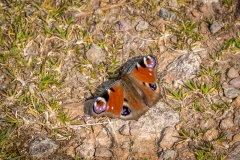 peacock butterfly