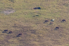 Beda Fell, red deer