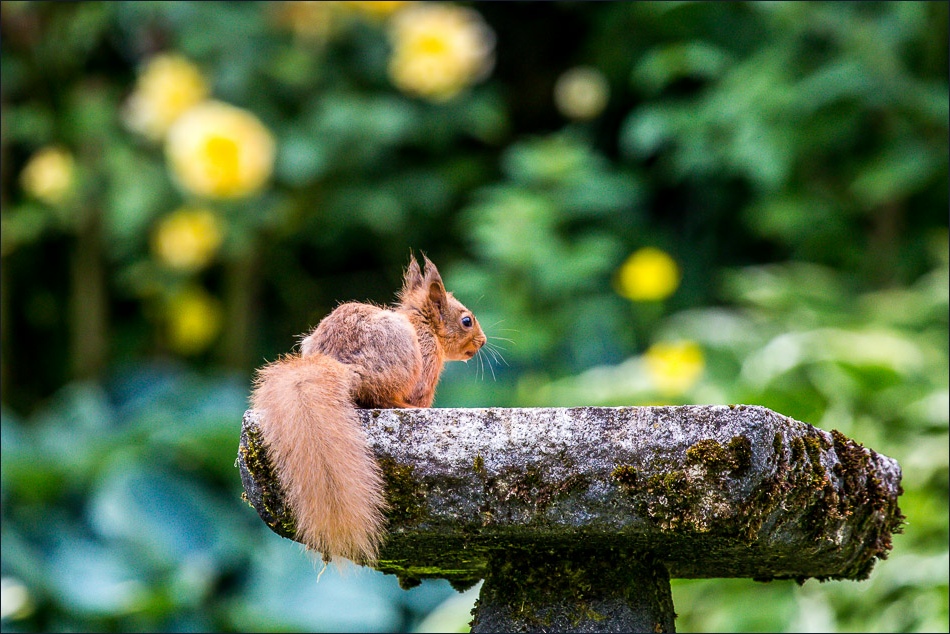 Circuit of Mellbreak-1 Circuit of Mellbreak-1