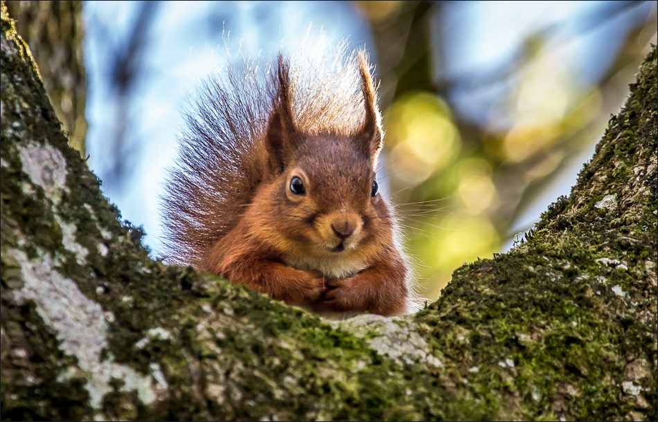 red squirrel888
