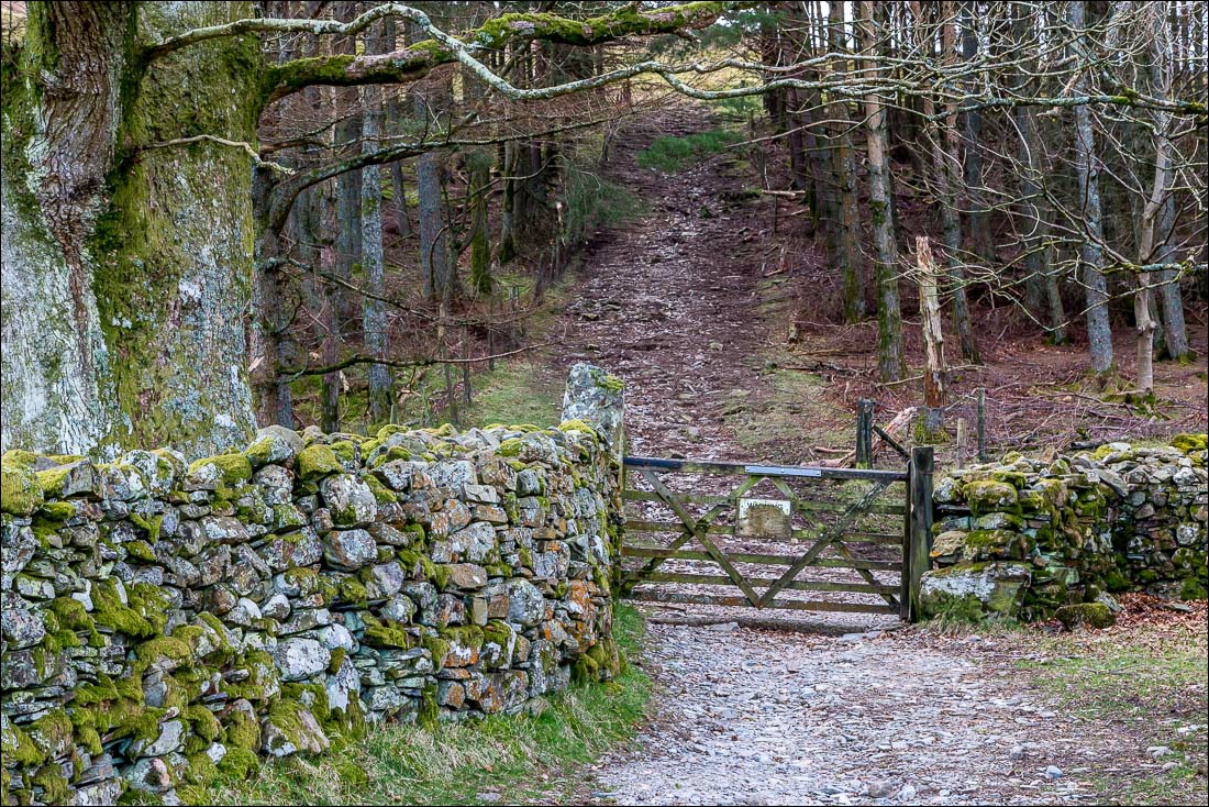 Mellbreak walk, Flass Wood
