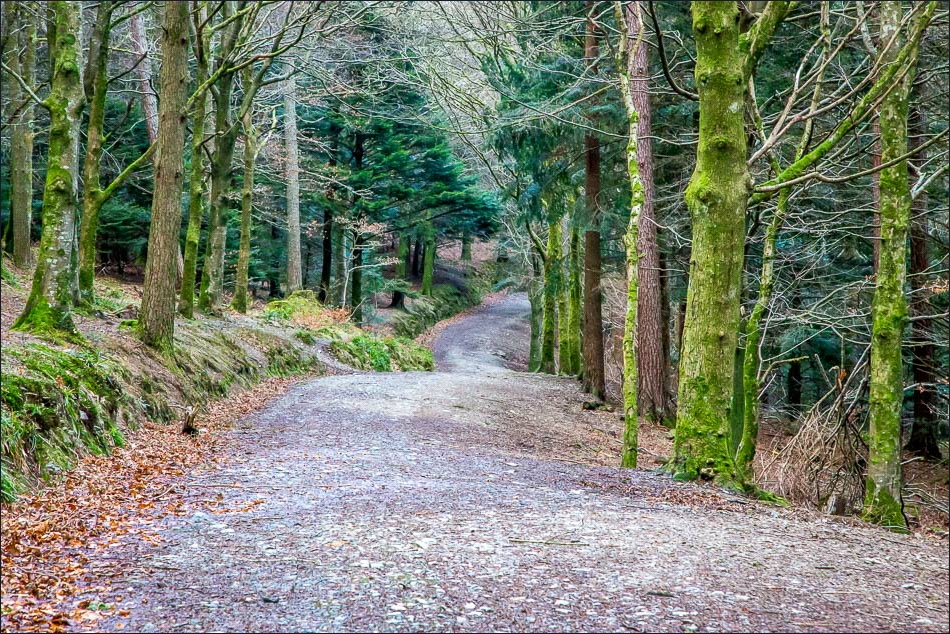 path through Lanthwaite Wood