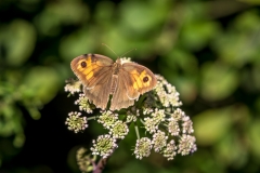 Les Prés de Ménetreuil butterfly