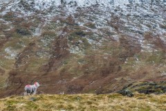 Herdwick, Seatallan