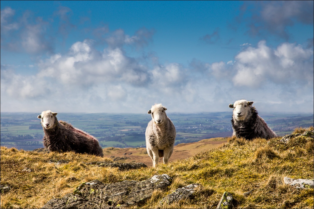 Herdwick sheep, Middle Fell