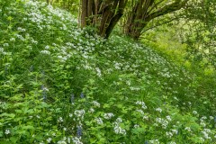 wild garlic