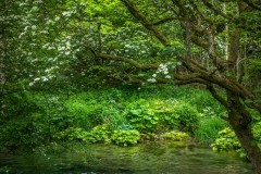 River Dove