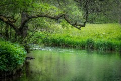 River Dove