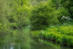 River Dove