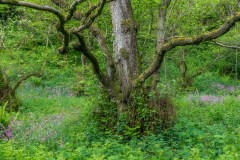 Milldale walk