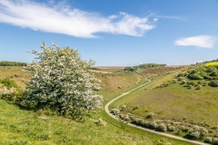 Millington Pasture