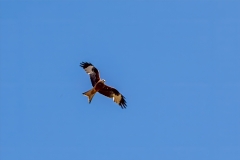 Red Kite