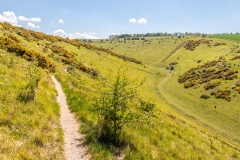 Sylvan Dale