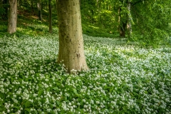 Millington Wood, wild garlic