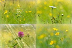 Wildflowers