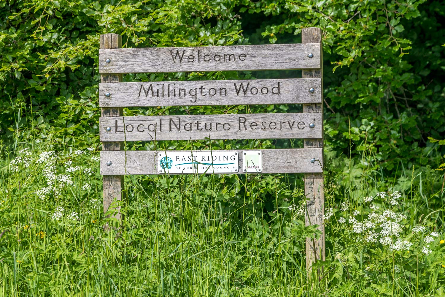 Millington Wood Nature Reserve