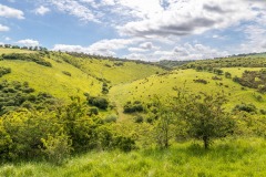 Sylvan Dale