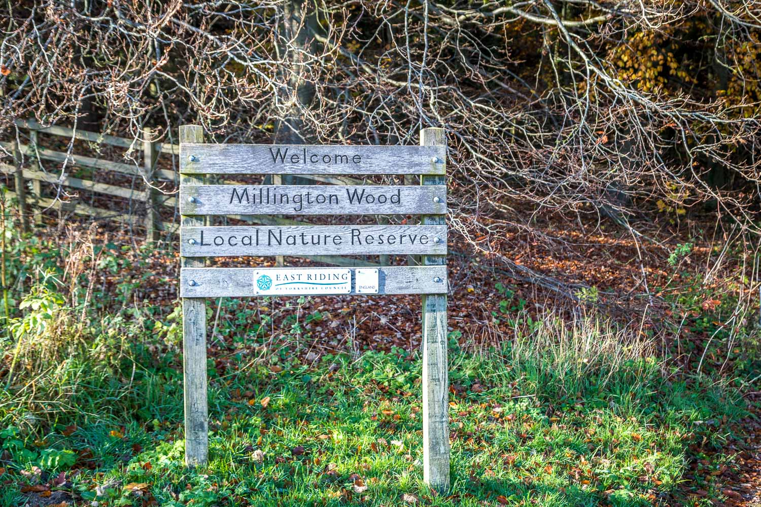 Millington Wood