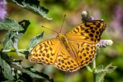High Brown fritillary