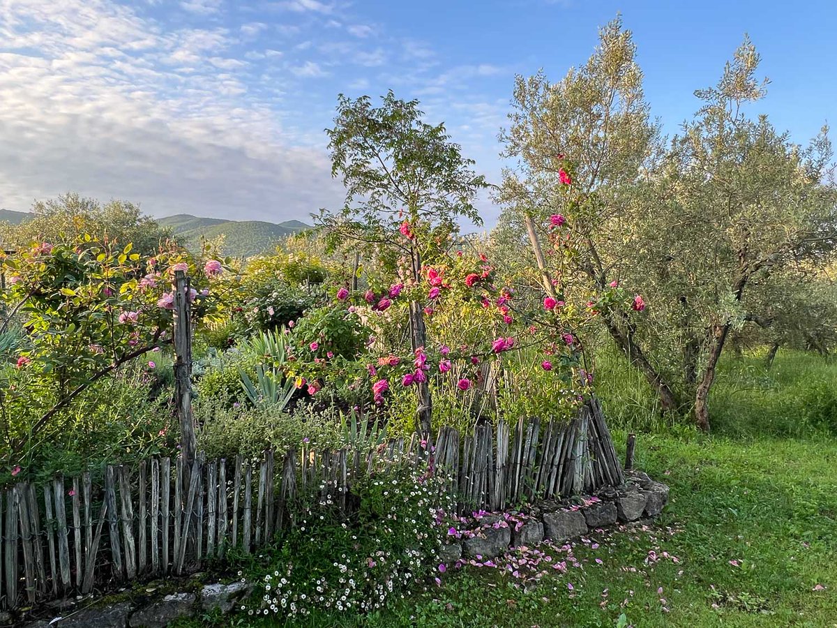 Oliveto, garden