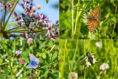 butterfly, moth