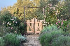 Oliveto, garden