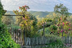 Oliveto, garden