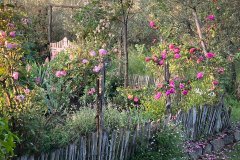 Oliveto, garden