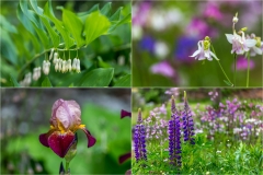 Morland House garden