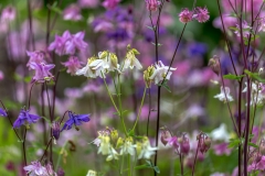 Morland House garden