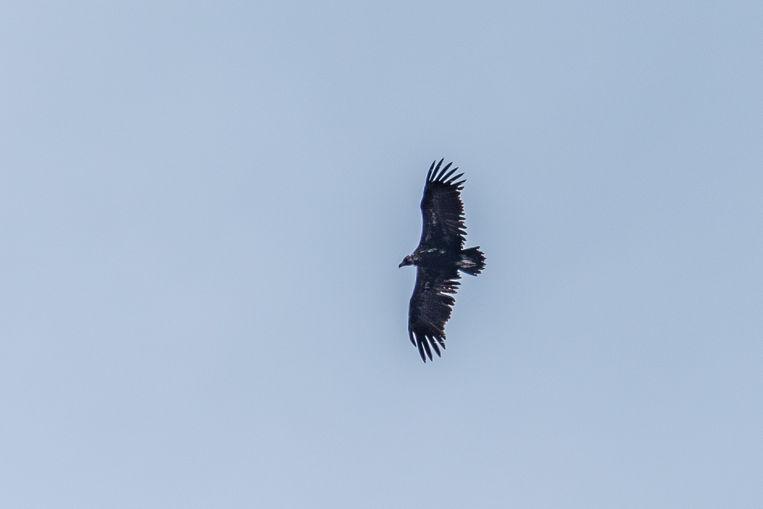 Black vulture Mortitx