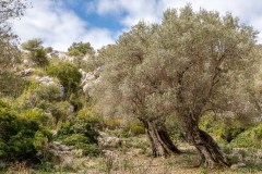 Mortitx olive trees